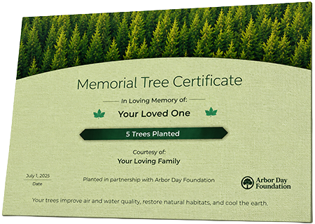 Plant Trees in Memory of Gerard Spiotta